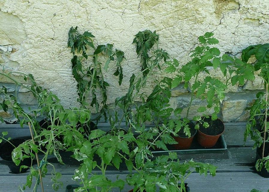 Lo stress termico nelle piante da giardino è un vero problema nei mesi di luglio