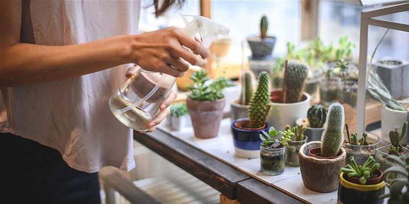 Le piante grasse sono alcune delle piante più belle del mondo