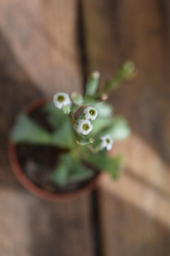 Le piante con foglie ondulate richiedono un terreno poroso