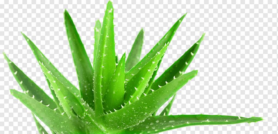 Ma quella più comunemente coltivata come pianta d'appartamento è l'Aloe barbadensis