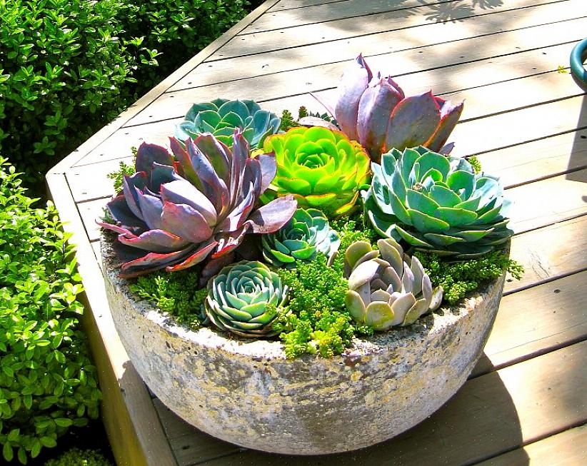 Le piante succulente sono piante da giardino in vaso grandi