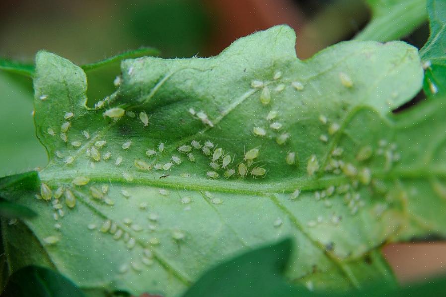 Questi fastidiosi insetti non sono solo una brutta sorpresa per i proprietari di piante