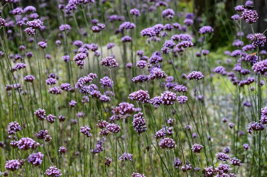 La verbena alta (Verbena bonariensis) è una pianta robusta