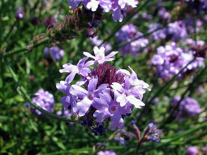 La verbena alta brilla se usata in un confine misto