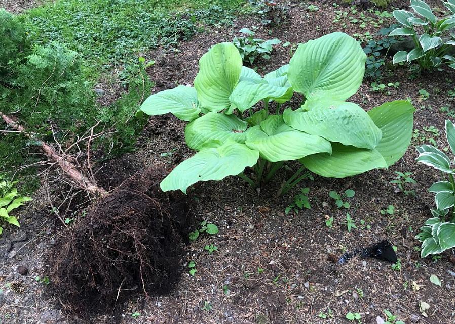 Le hosta sono piante resistenti