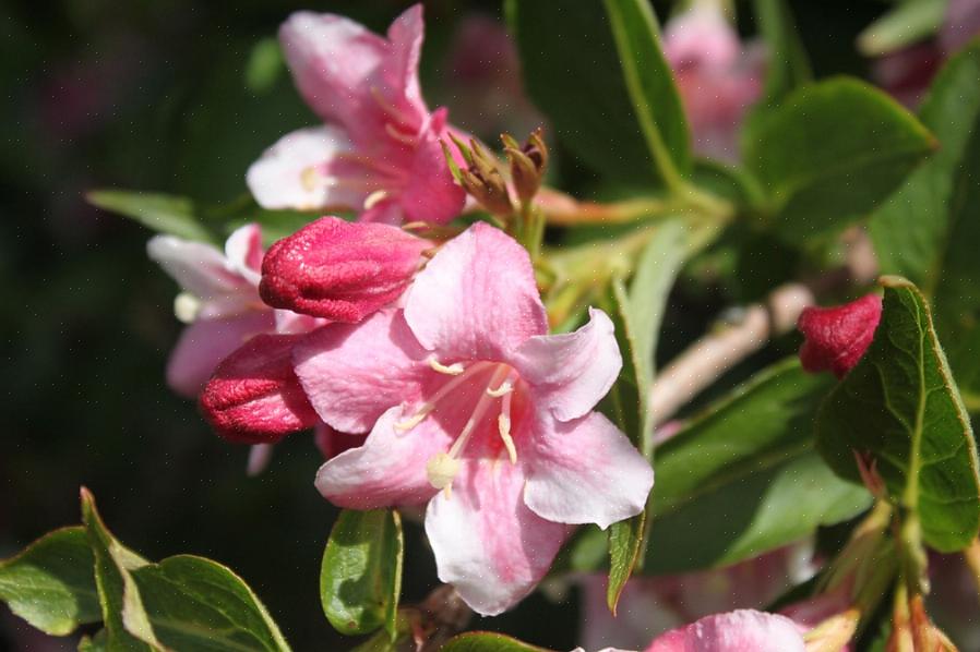 Gli arbusti di Weigela sono