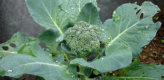 Le varietà di broccoli che sono prolifiche nell'invio di questi germogli laterali sono spesso elencate