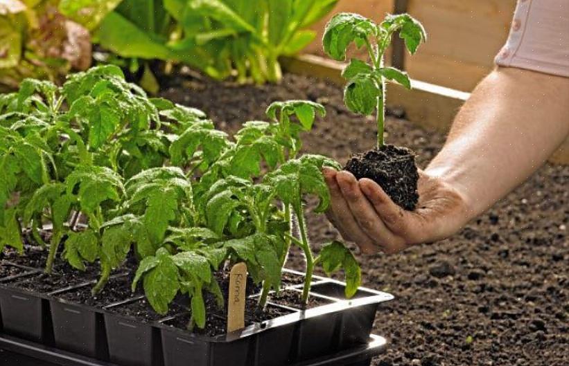 È possibile piantare semi o acquistare piantine dal proprio vivaio locale