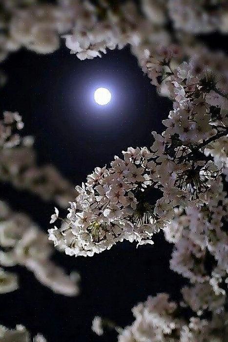 Piante con fogliame luminoso per giardini lunari