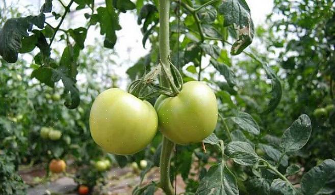 Pianta le tue piante di pomodoro più in profondità di quanto non arrivino nella pentola