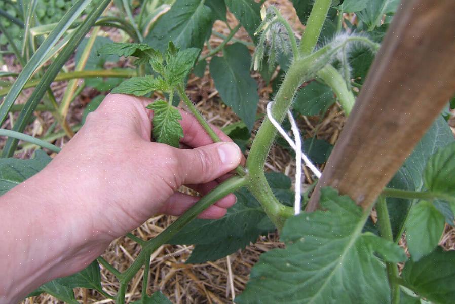 I polloni delle piante di pomodoro diventeranno un altro gambo principale con rami