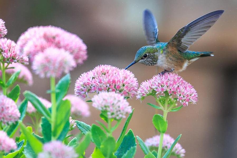 Un bagno per uccelli è spesso la scelta peggiore per l'acqua dei colibrì
