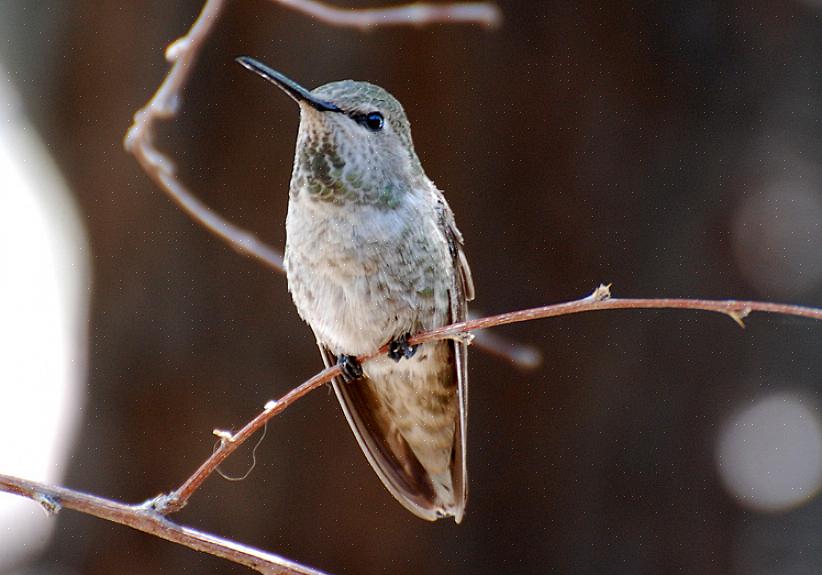 Diverse specie di colibrì hanno preferenze diverse per i migliori posatoi