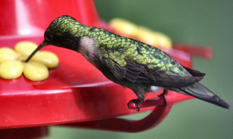 Scegli fiori di colibrì che possono essere una fonte naturale di nettare per nutrire i colibrì