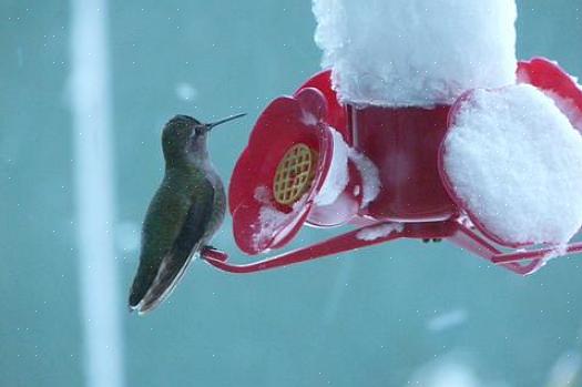 I colibrì sono mangiatori voraci