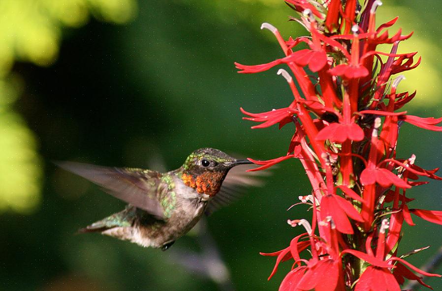 I colibrì di insetti mangiano