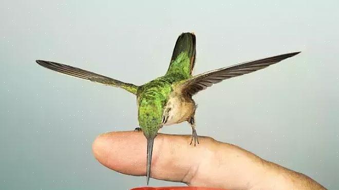 Prova a nutrire i colibrì a mano solo in tarda stagione