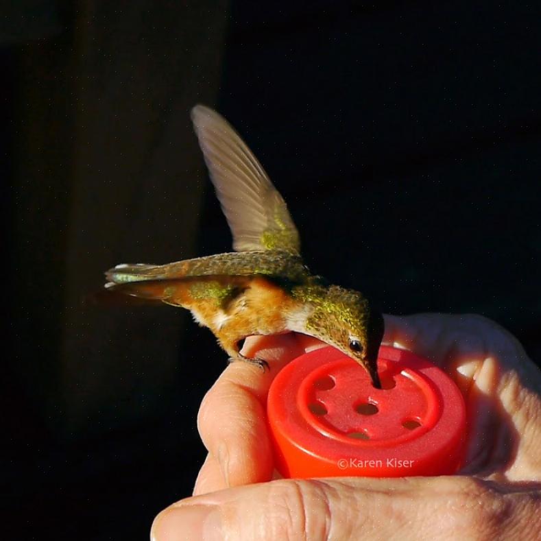 Quando dai da mangiare ai colibrì a mano