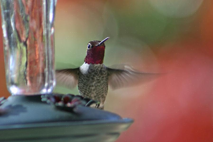 Scuotere una bottiglia di miscela di nettare o diluire rapidamente un concentrato di nettare di colibrì