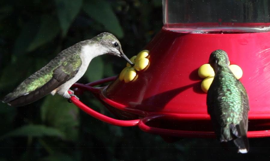 Versa con cura il nettare di colibrì fatto in casa nelle tue mangiatoie per colibrì preferite