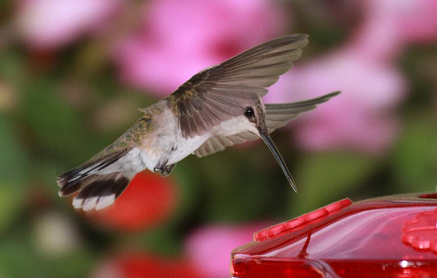 È un ottimo momento per pulire le mangiatoie per colibrì