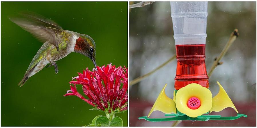 La tintura rossa nel nettare del colibrì fa male agli uccelli