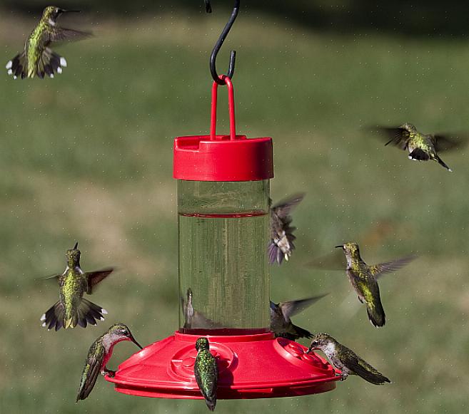 Esistono due stili di base di alimentatori per colibrì
