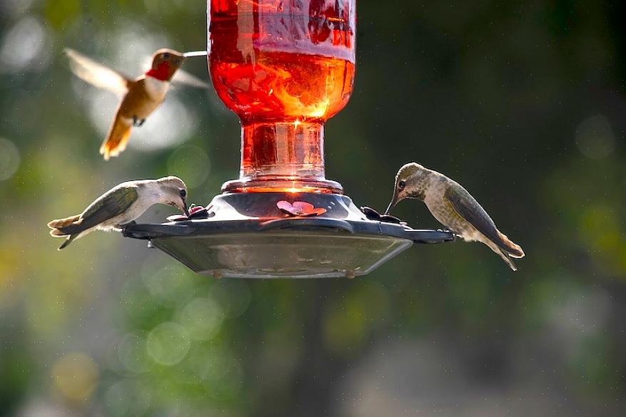 Suggerimenti per il posizionamento della mangiatoia per colibrì