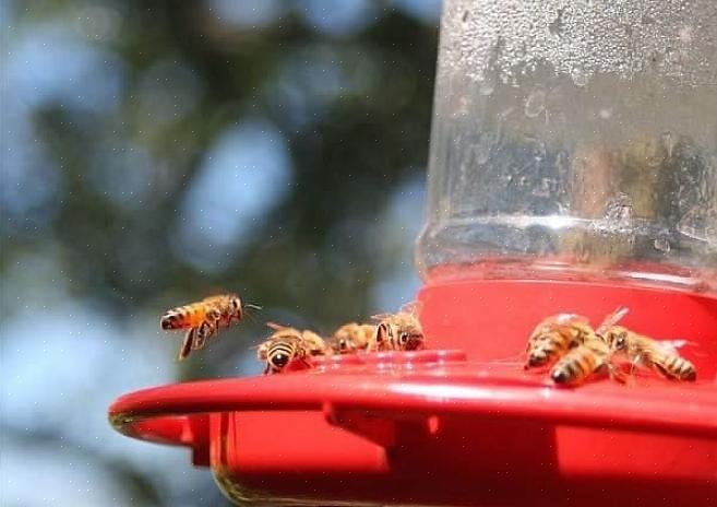 I birders possono gestire i loro alimentatori di colibrì