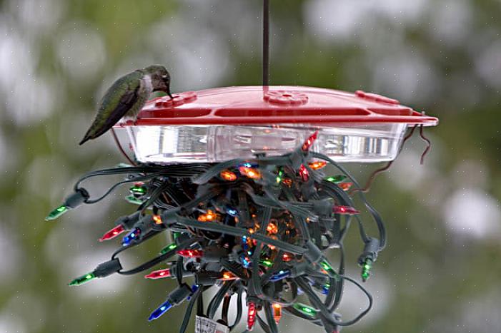 Il nettare congelato può anche rompere o danneggiare in altro modo gli alimentatori di colibrì