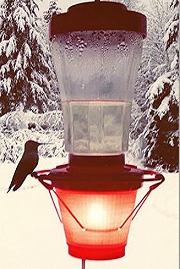 Ci sono diversi trucchi che possono aiutare a mantenere il nettare di colibrì dal congelamento