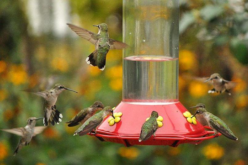Attirerà molti colibrì soddisfacendo tutte le loro esigenze