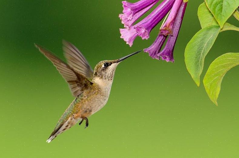 Il che può aiutare a eliminare il problema degli insetti sulle mangiatoie per colibrì