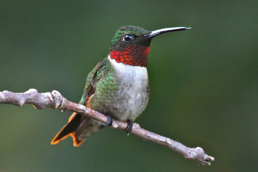Il colibrì gola rubino è il colibrì più diffuso