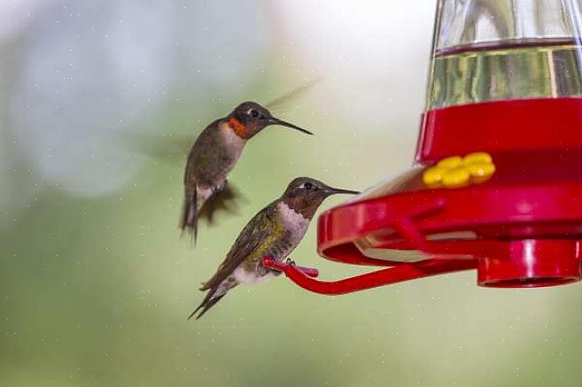 Suggerimenti per l'identificazione di colibrì gola rubino