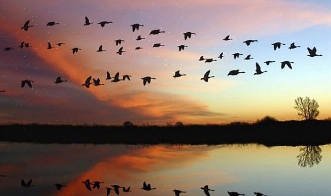 La posizione degli uccelli ha un impatto drammatico quando iniziano la migrazione autunnale