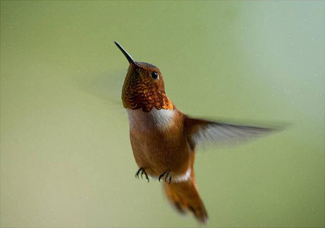 I colibrì rossicci sono stati registrati come ibridazione con i colibrì di Anna