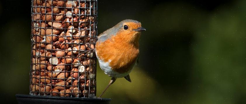 Molti principianti di birdwatching nel cortile presumono erroneamente che nutrire gli uccelli in autunno