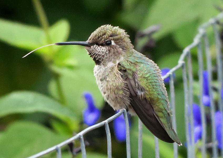 I colibrì di Anna non sono estremamente vocali