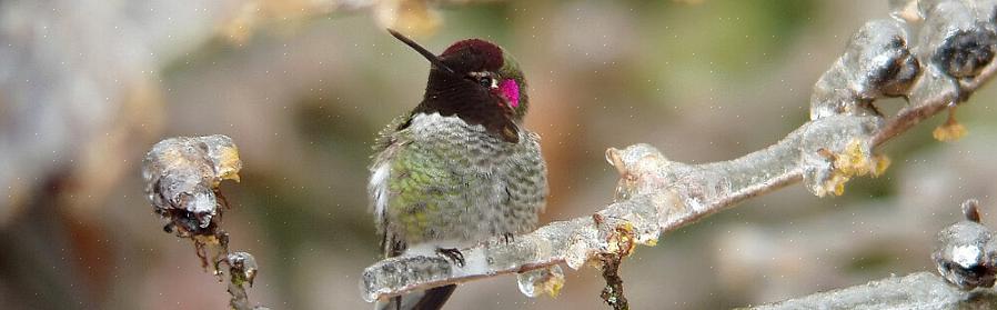 Il colibrì di Anna è una stella per tutto l'anno delle specie di colibrì occidentali lungo la costa