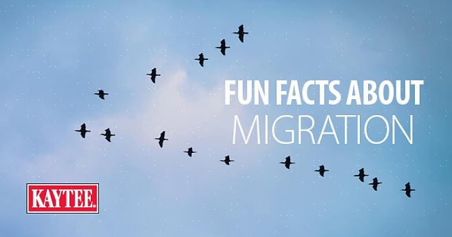 Le date effettive di quando gli uccelli migrano dipendono da molti fattori