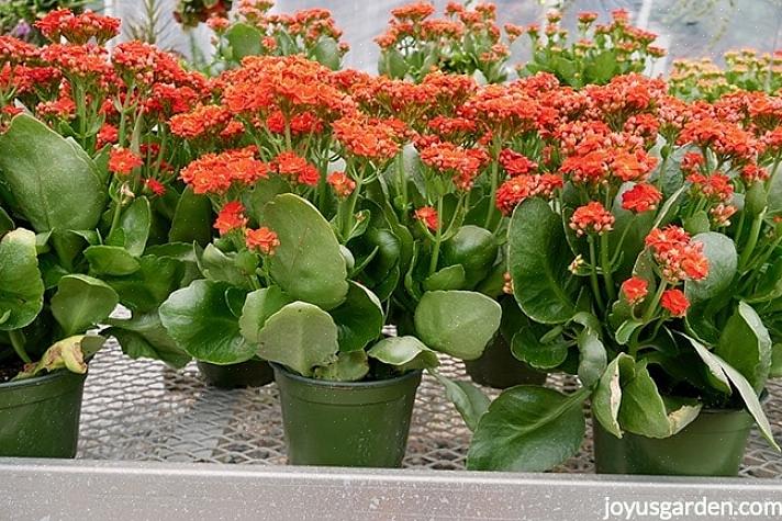 Di gran lunga la Kalanchoe più popolare