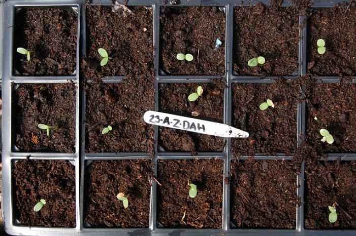 Cerca di salvare i semi delle piante di zinnia nascoste dietro le altre per evitare di avere zinnie morenti