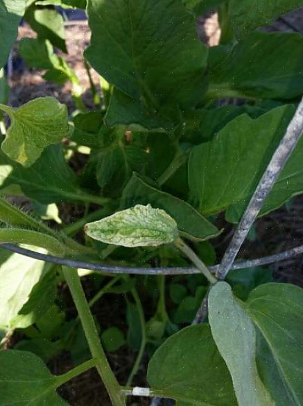 Molte piante resistenti alla siccità hanno foglie d'argento come meccanismo di sopravvivenza
