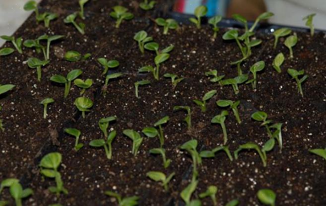 Le hosta sono bellissime piante tolleranti all'ombra con foglie verdi