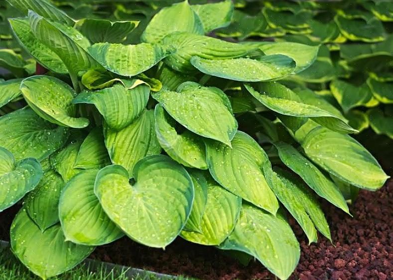 Gli hostas coltivati in contenitori hanno bisogno di un po 'più di fertilizzante perché perdono sostanze