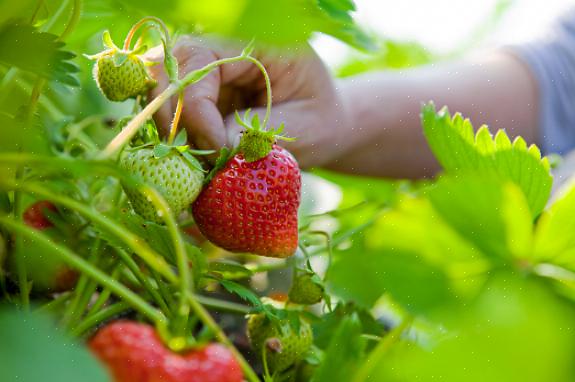 Le piante di fragole biologiche sempre portanti producono frutti dalla tarda primavera fino all'inizio