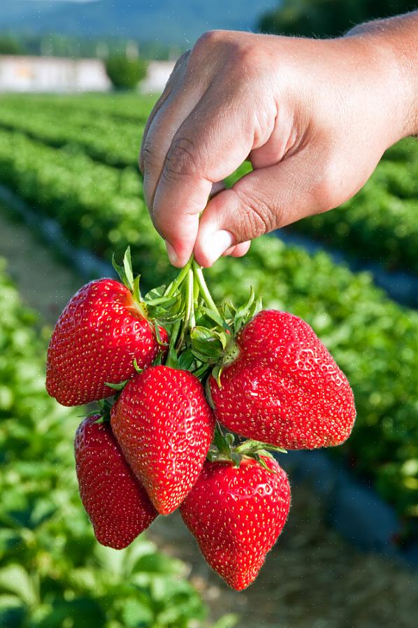 Perché coltivare fragole biologiche