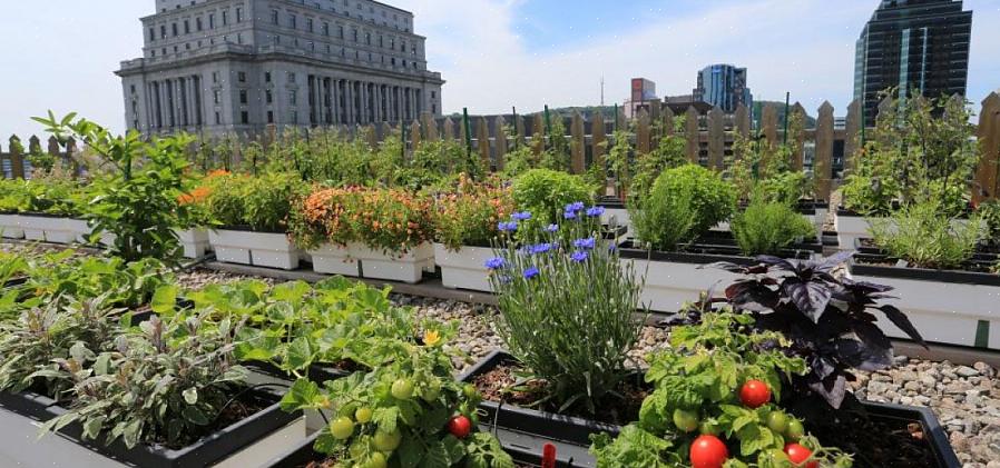 Puoi creare qualsiasi stile di giardino sul tetto con piante coltivate in contenitori