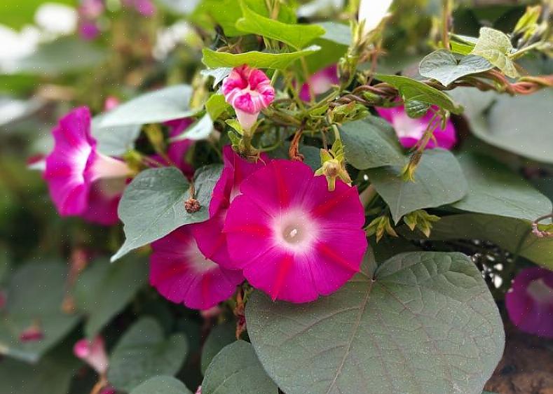 I fiori Morning glory sono a forma di tromba